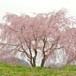 2014/4/18　4度目の春と初体験。今年自走初訪問福島ツー　その3　伊勢桜と五斗蒔桜とこばりどん