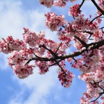 2015/2/20　桜咲く　熱海まったりツーリング　その1　熱海桜満開