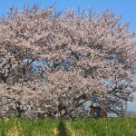 2015/4/2　桜　その2　－多摩川－