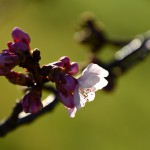 多摩川の桜開花情報